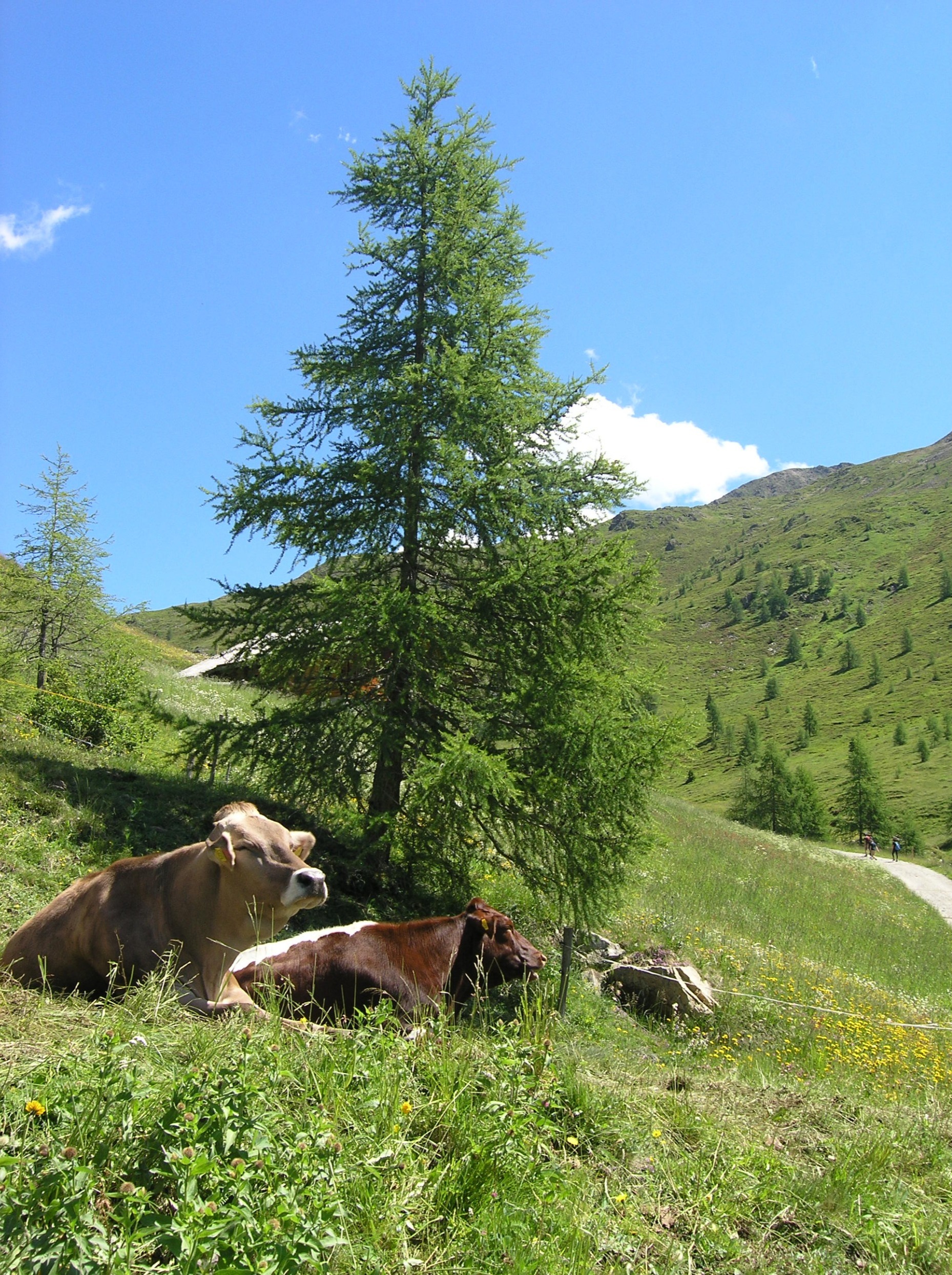 Our cattle on the Oberbergalm in Summer